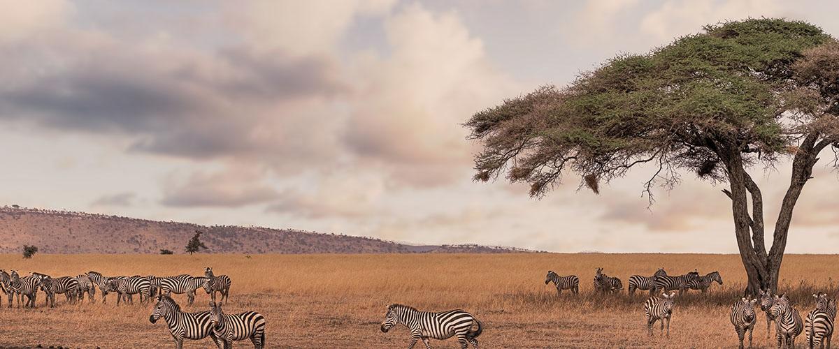 Cebras en el Serengeti, Tanzania