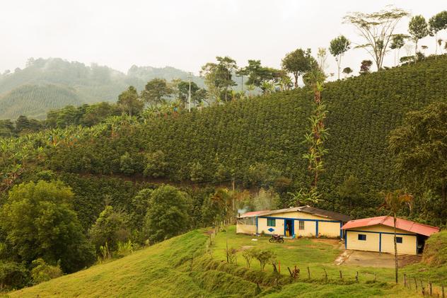 Finca de café en Salento. ©Kris Davidson/Lonely Planet