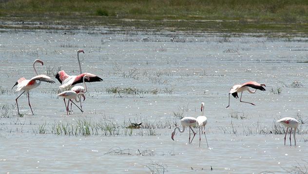 Doñana © Vince Smith - www.flickr.com/photos/vsmithuk/526780202