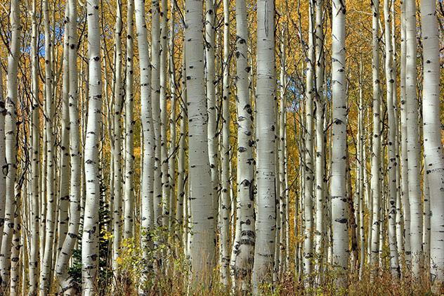 Pando Clone en el estado de Utah, EE UU