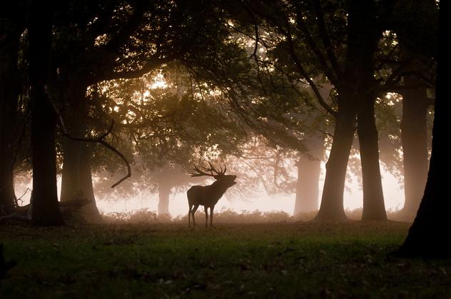 El Richmond Park tiene fama por sus ciervos © David Williams - www.hybriddave.com / Getty Images