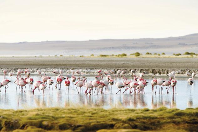 Flamencos en Salar de Tara. © Philip Lee Harvey/Lonely Planet