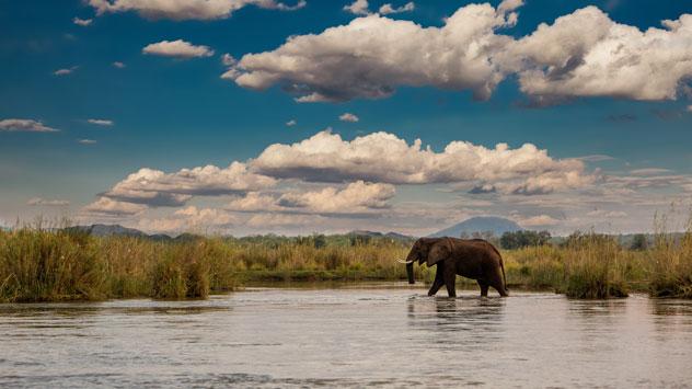 Elefante en Zambezi, Zambia. © Thomas Retterath/Shutterstock