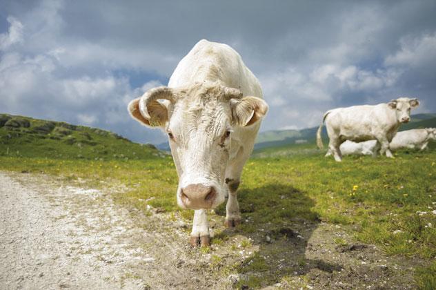 La preciada raza Chianina de la Toscana. © Marco Corso/Shutterstock