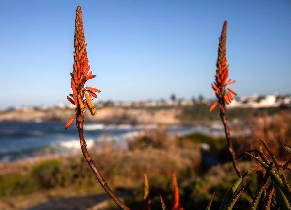 Hermosa flor fynbos en la ciudad sudafricana de Hermanus