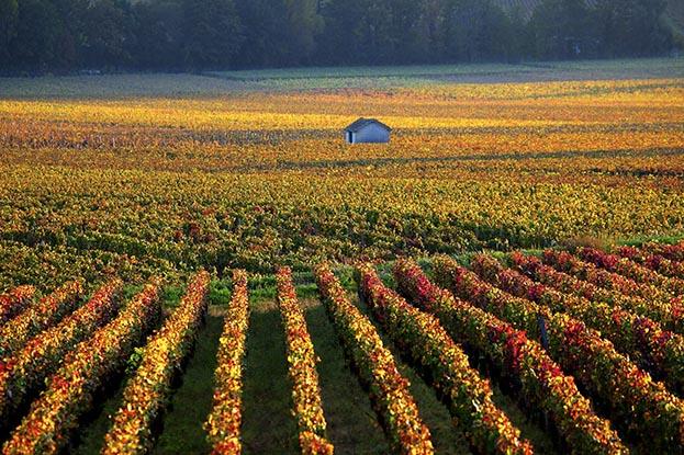 Viñedos cerca de Savigny-les-Beaune